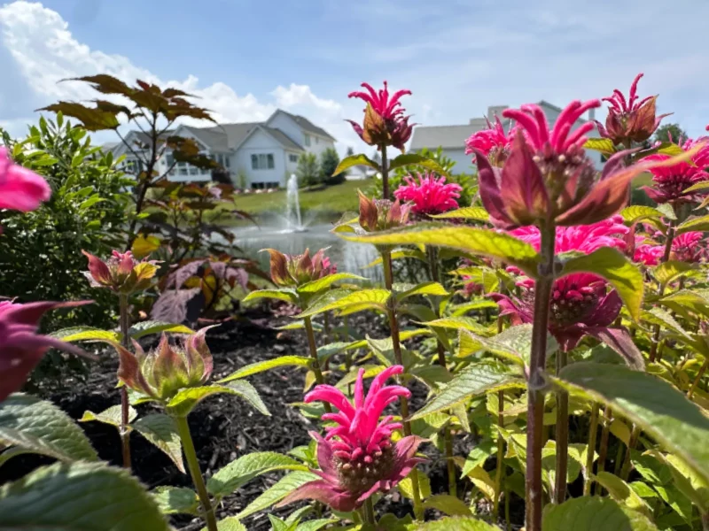 Native flower garden in Northeast Ohio designed, installed and maintained by Carmel Landscapes in a housing development with a pond and fountain.