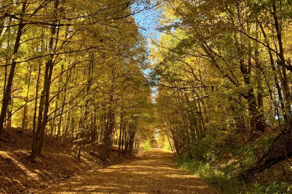 Autumn in Northeast Ohio as leaves fall from trees, yellow and orange leaves cover a path through the forest.