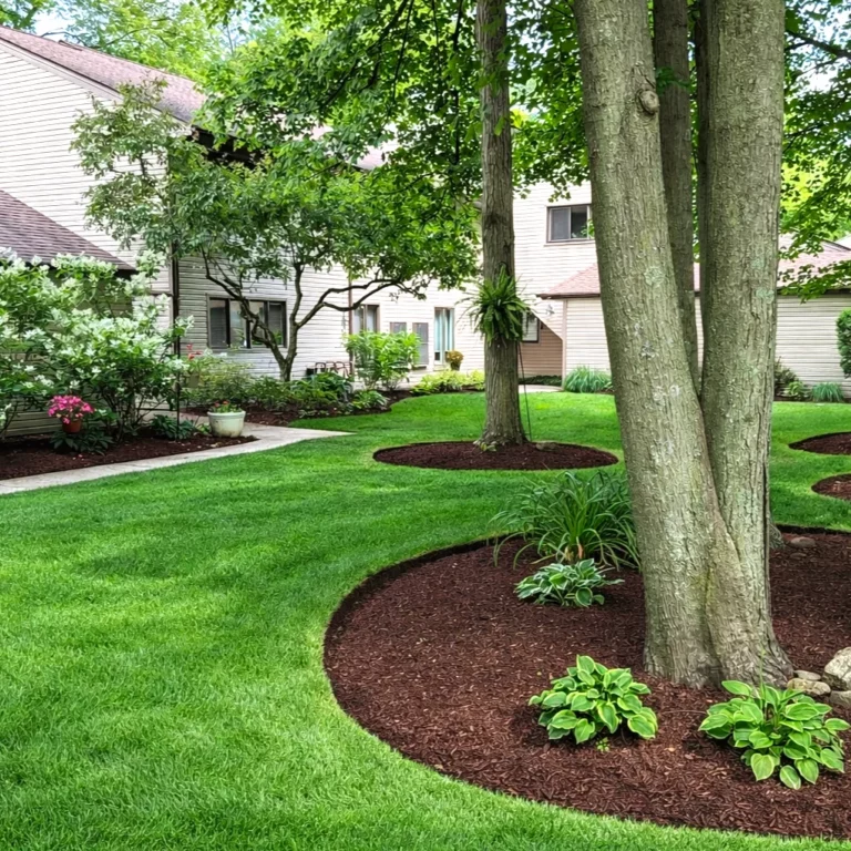 Professional mulch delivery and installation around mature trees with Victorian edging, Northeast Ohio.