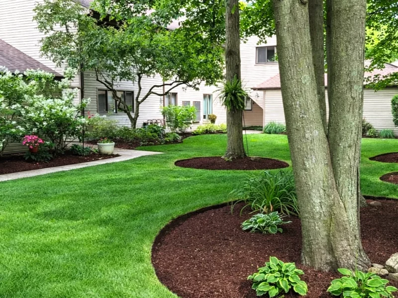 Professional mulch delivery and installation around mature trees with Victorian edging, Northeast Ohio.
