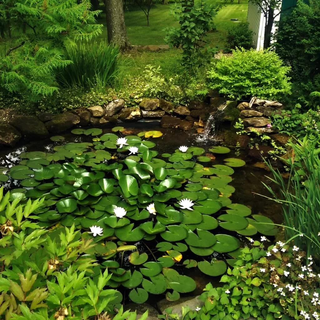 Pond water feature installation with flowering aquatic plants and native plantings surrounding a natural stone waterfall.