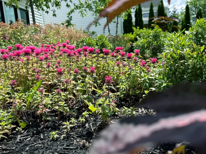 Native plantings in custom landscape design flower bed by Carmel Landscapes in Northeast Ohio
