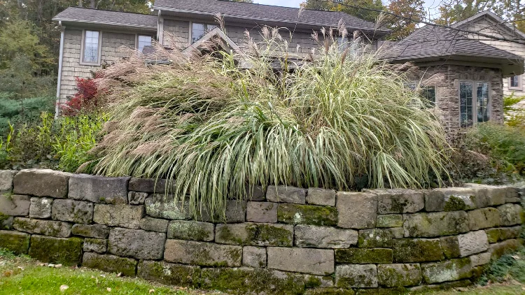 Retaining wall of natural stone with moss growing on it and ornamental grasses in backyard.