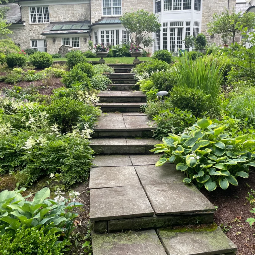 Stone pathway leads up a hillside rain garden with native perennials in a residential backyard.