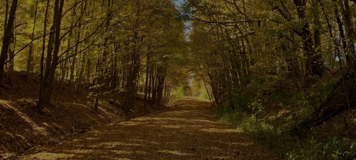 Responsible leaf removal: what should you do with your leaves this fall?