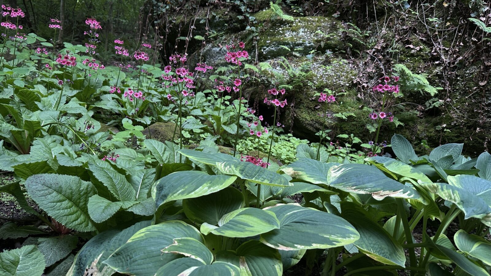 Don’t Plant or Water in The Summer Heat Until You Read This!