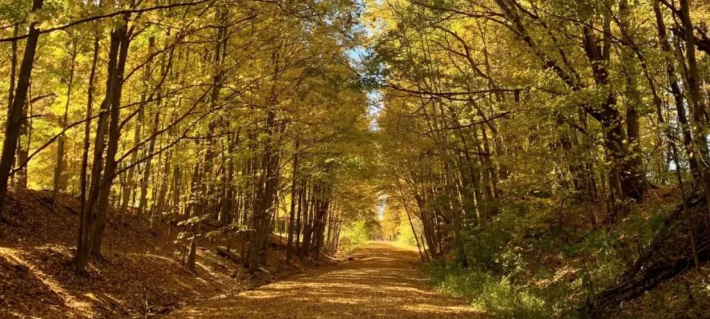 Professional leaf removal services offered by Carmel Landscapes use sustainable leaf processing practices in fall cleanup that ensures the yellow, brown and red leaves on your lawn work to improve your soil health for next season.
